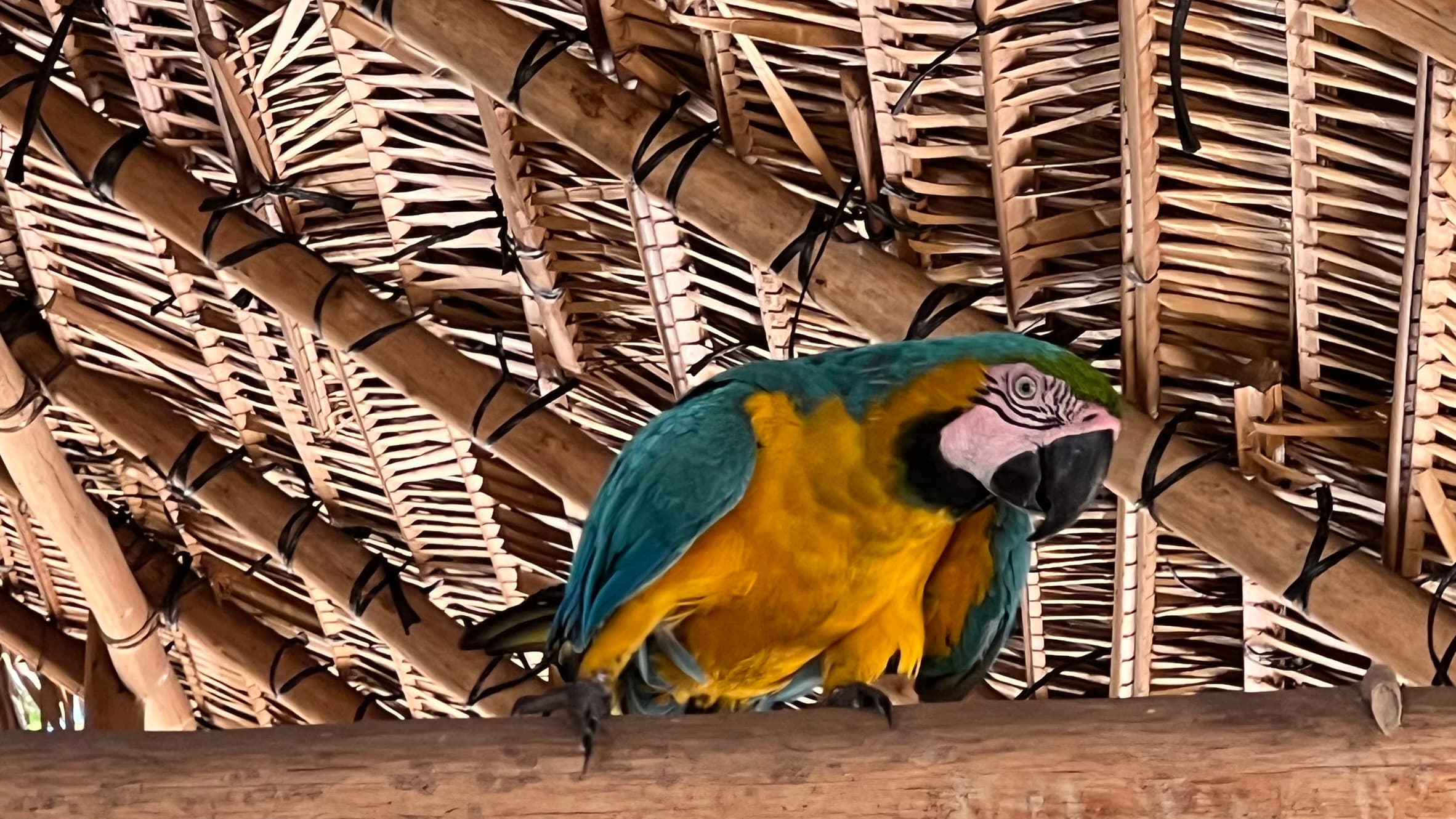 Manaus, we finally get to the Amazon